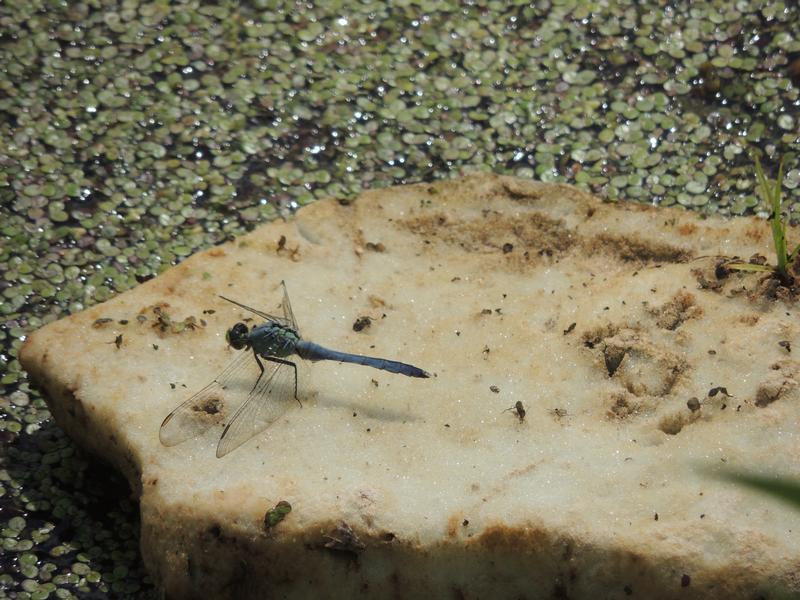 Photo of Eastern Pondhawk