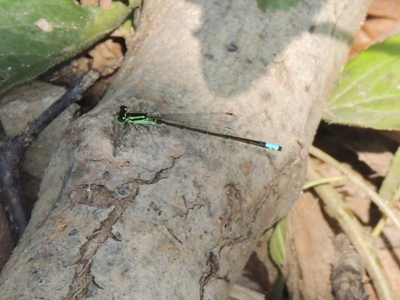 Photo of Eastern Forktail