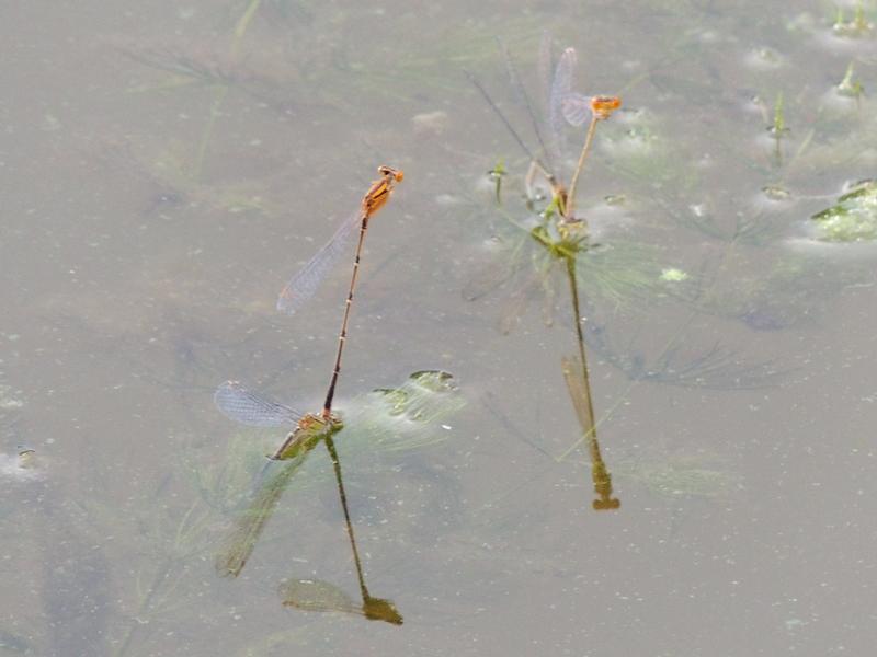 Photo of Eastern Forktail