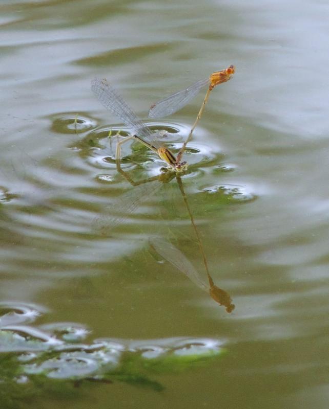 Photo of Eastern Forktail