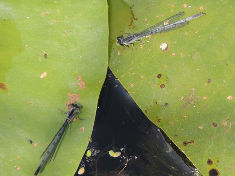 Photo of Eastern Forktail