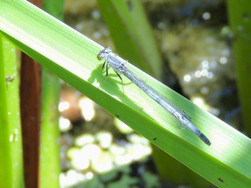 Photo of Eastern Forktail