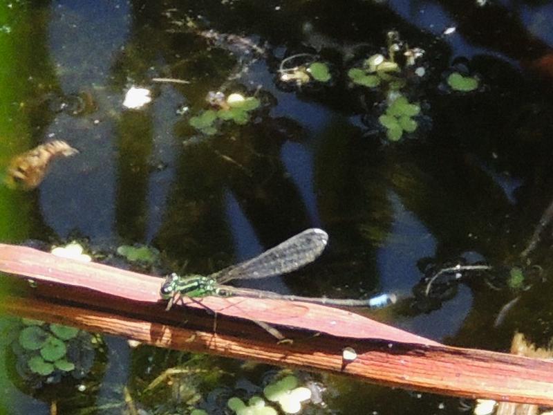 Photo of Eastern Forktail