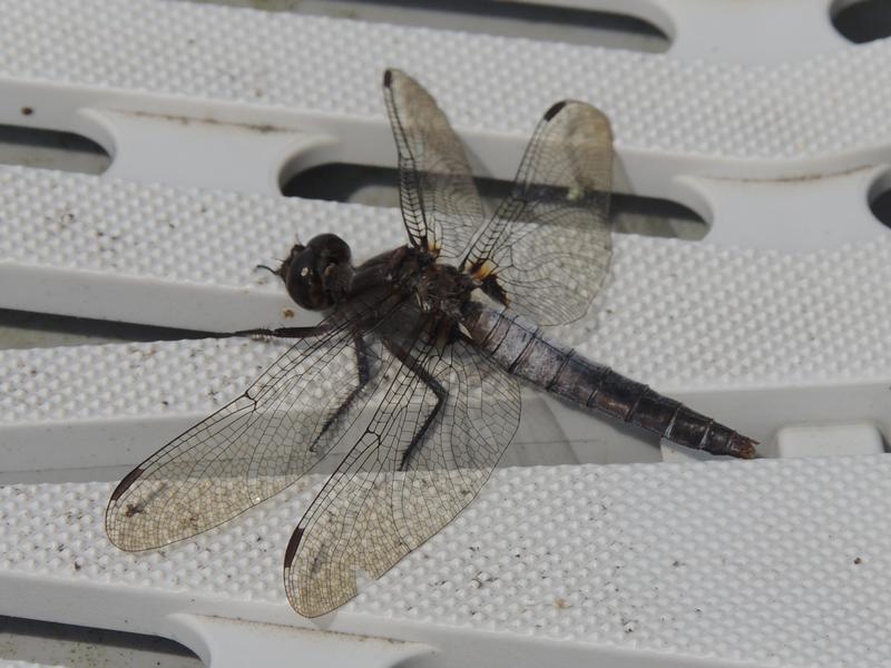 Photo of Chalk-fronted Corporal