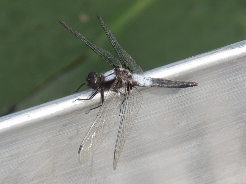 Photo of Chalk-fronted Corporal