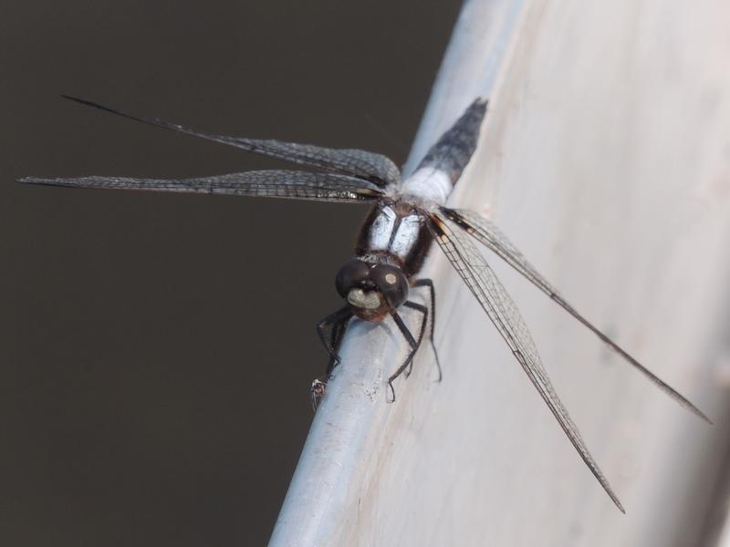 Photo of Chalk-fronted Corporal