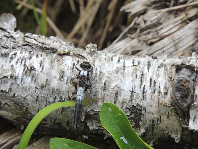 Photo of Chalk-fronted Corporal