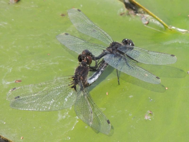 Photo of Dot-tailed Whiteface