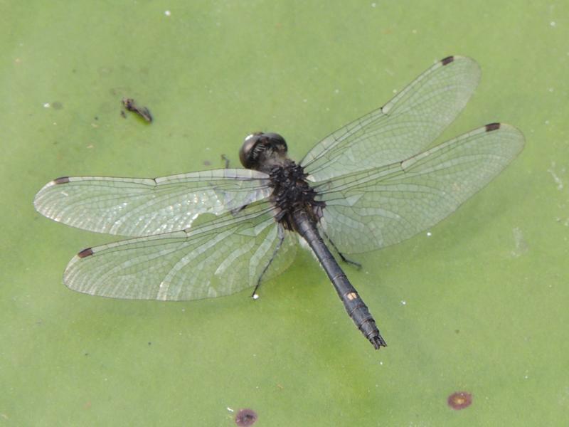 Photo of Dot-tailed Whiteface