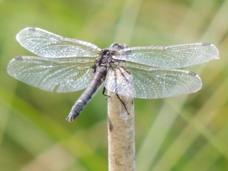 Photo of Dot-tailed Whiteface