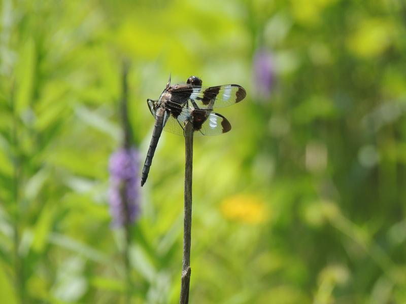 Photo of Twelve-spotted Skimmer