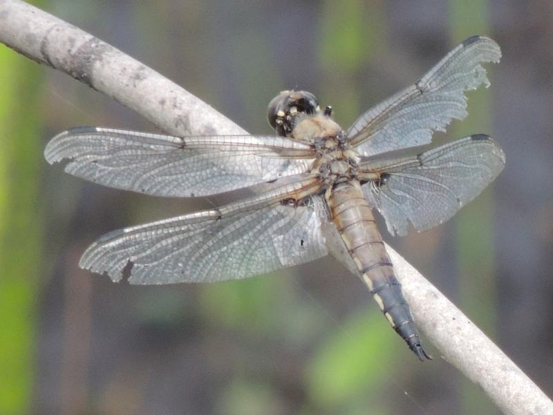 Photo of Four-spotted Skimmer