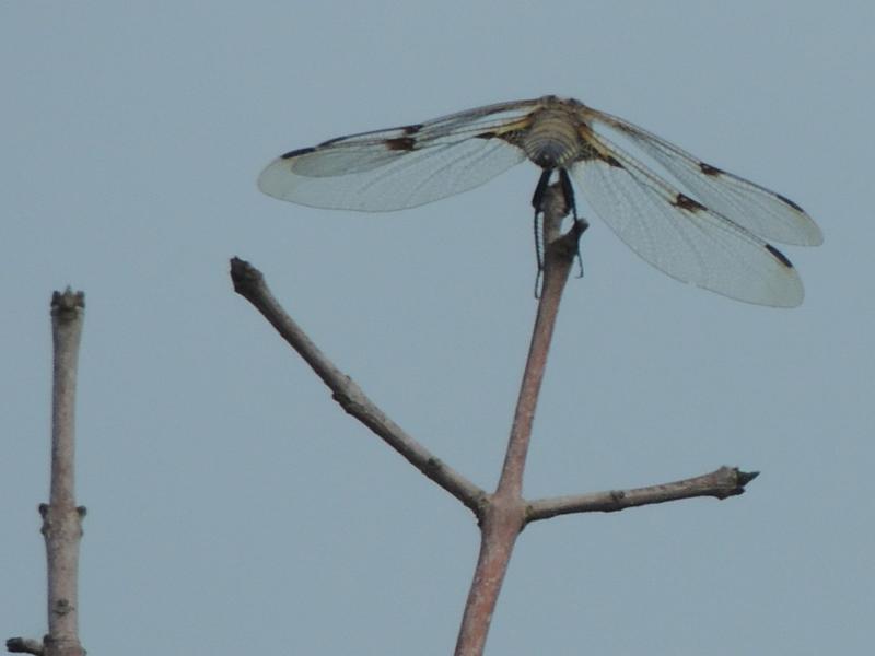 Photo of Four-spotted Skimmer