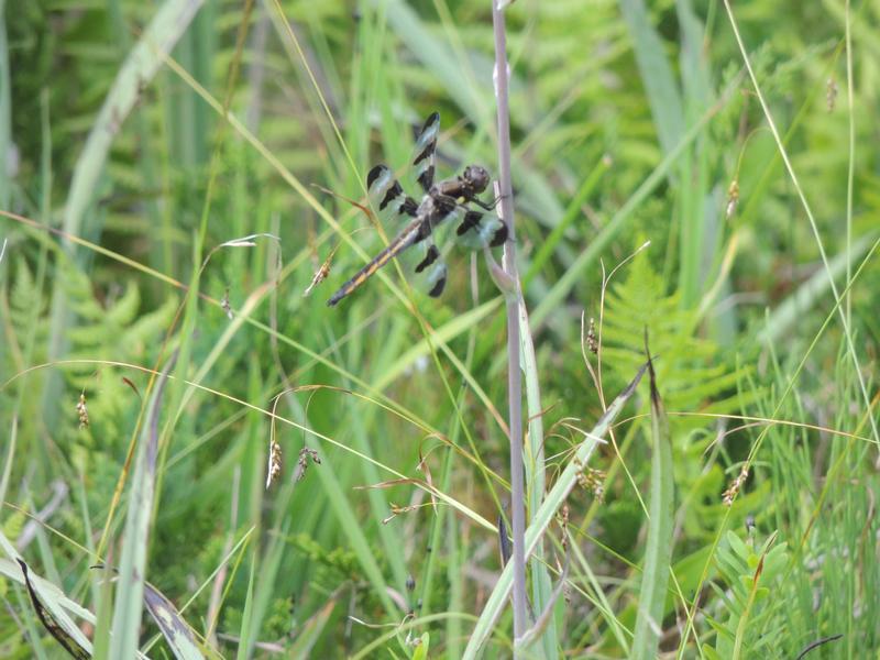 Photo of Twelve-spotted Skimmer