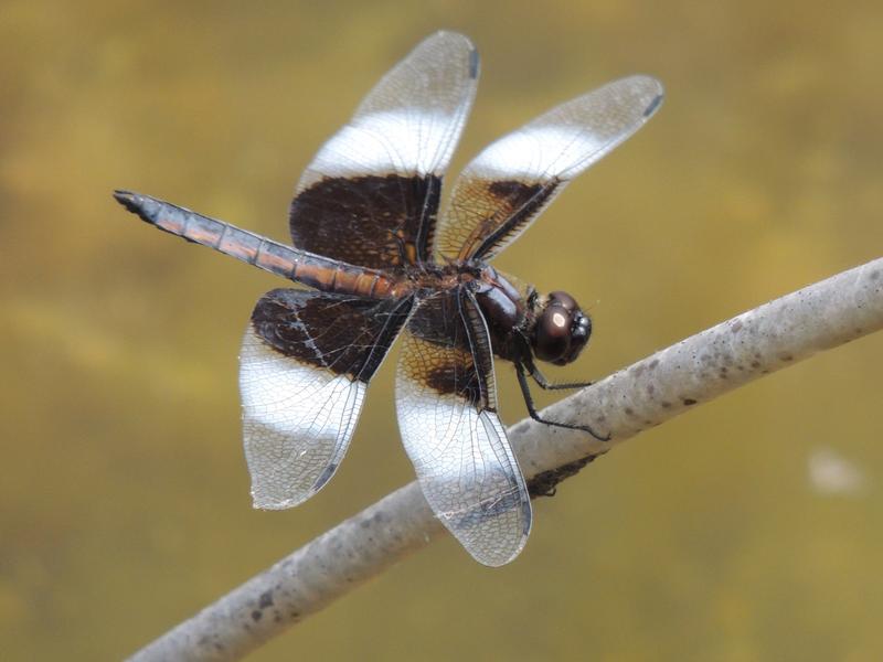 Photo of Widow Skimmer