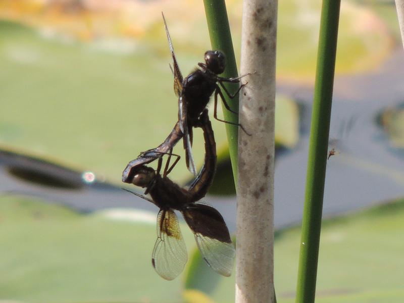 Photo of Widow Skimmer