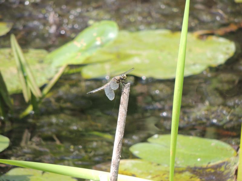 Photo of Four-spotted Skimmer