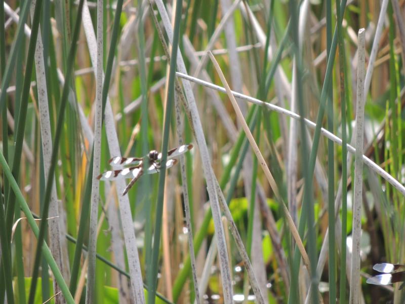 Photo of Twelve-spotted Skimmer