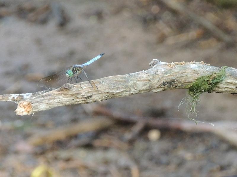 Photo of Blue Dasher