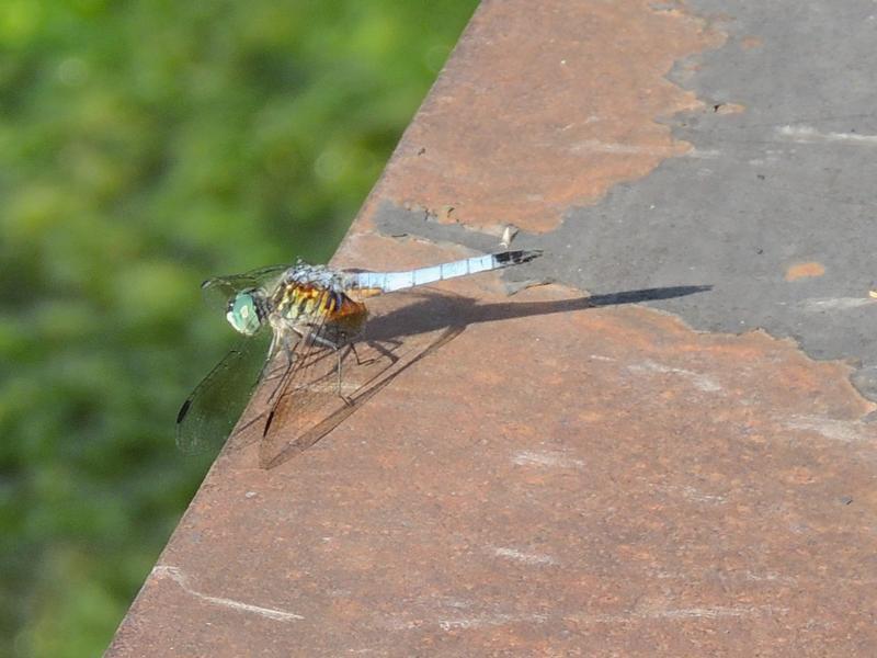 Photo of Blue Dasher