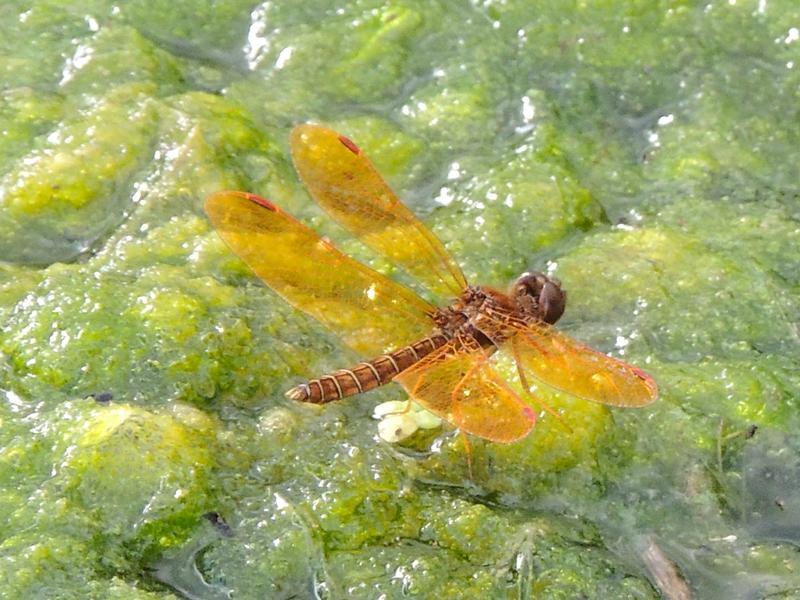 Photo of Eastern Amberwing