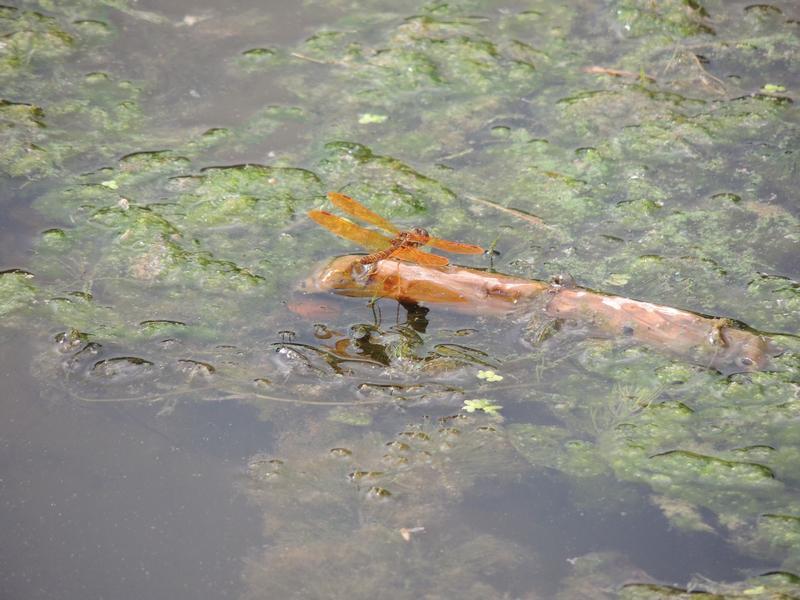 Photo of Eastern Amberwing