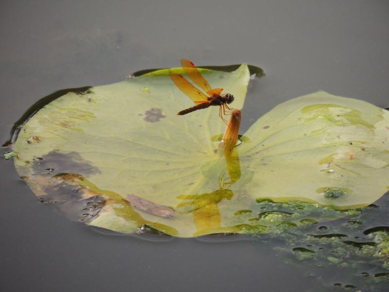 Photo of Eastern Amberwing