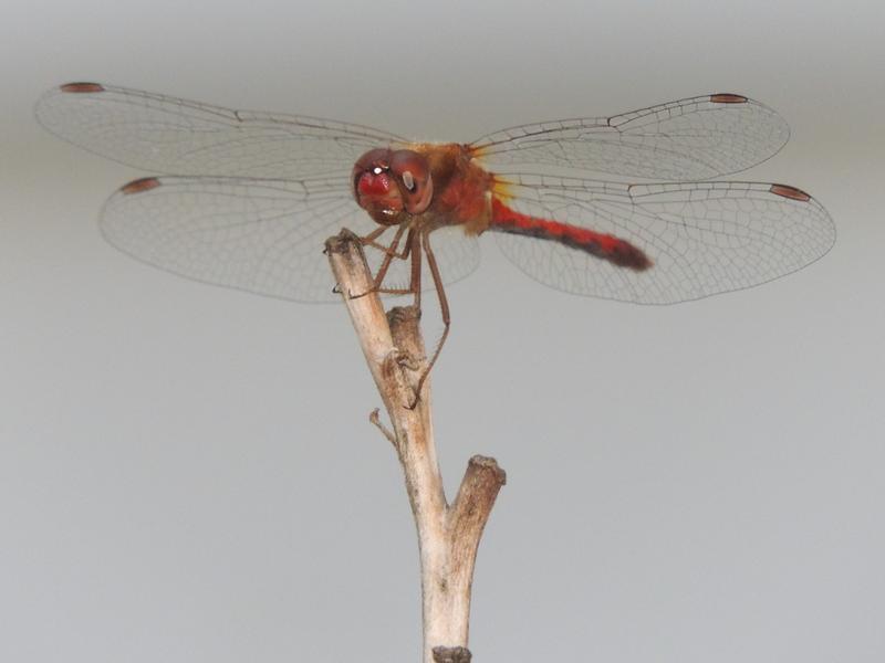 Photo of Autumn Meadowhawk