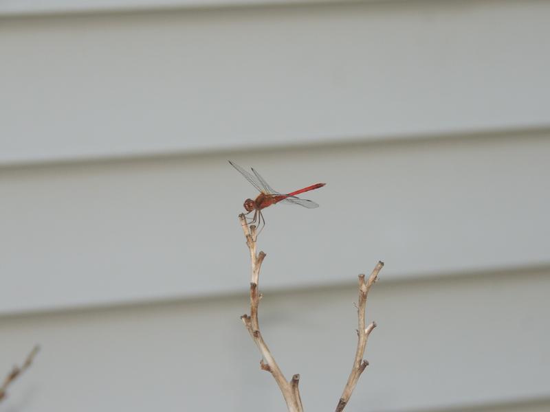 Photo of Autumn Meadowhawk