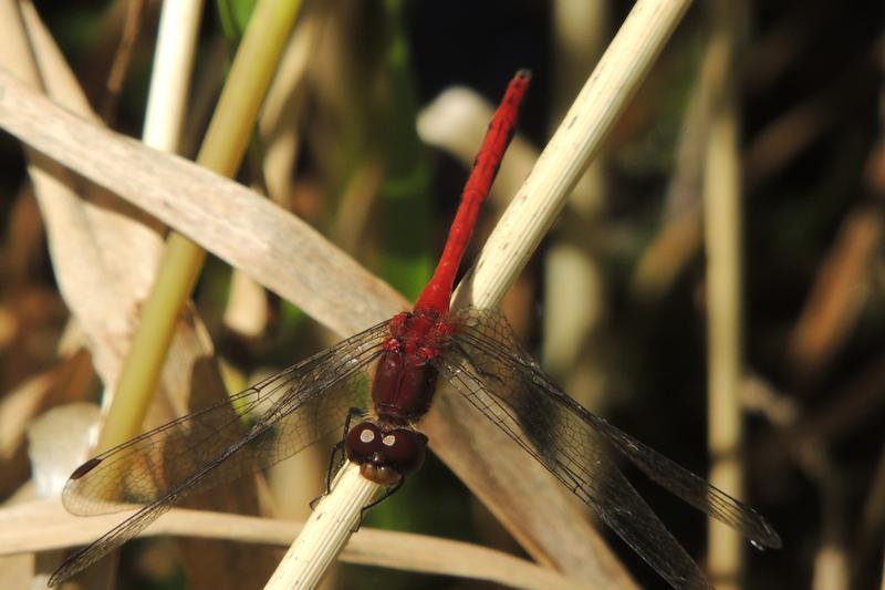 Photo of Ruby Meadowhawk