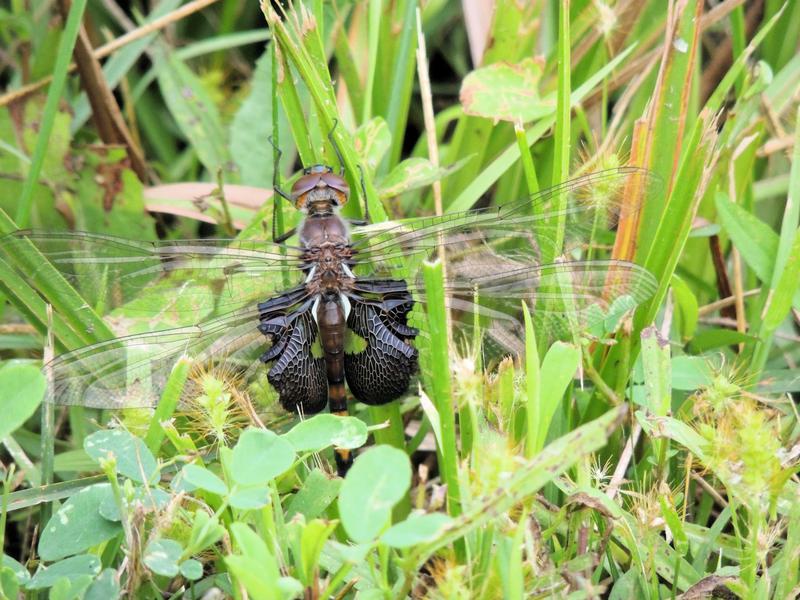 Photo of Black Saddlebags