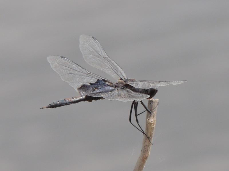 Photo of Black Saddlebags