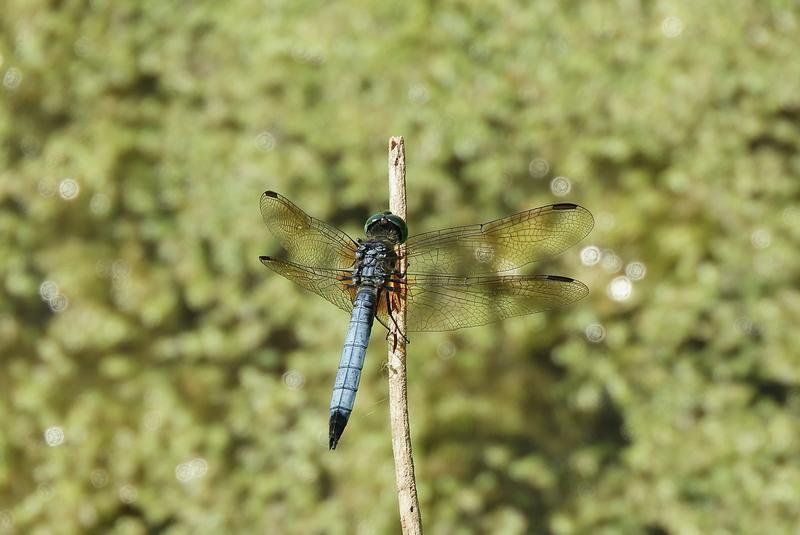 Photo of Blue Dasher