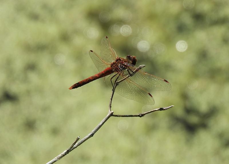 Photo of Variegated Meadowhawk