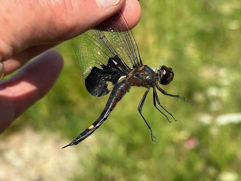 Photo of Black Saddlebags