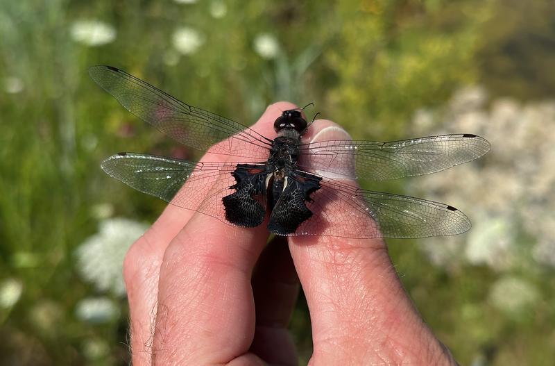 Photo of Black Saddlebags