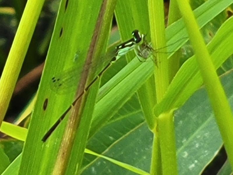 Photo of Fragile Forktail