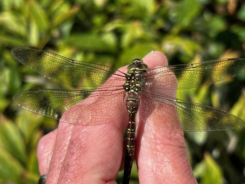 Photo of Green-striped Darner