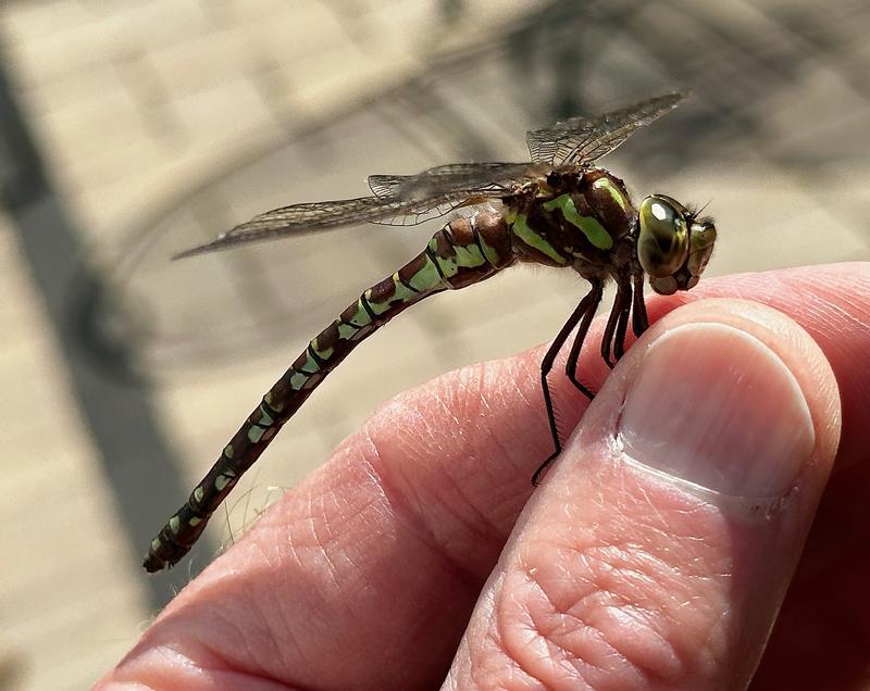 Photo of Green-striped Darner