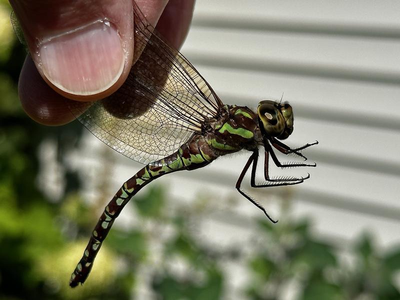 Photo of Green-striped Darner