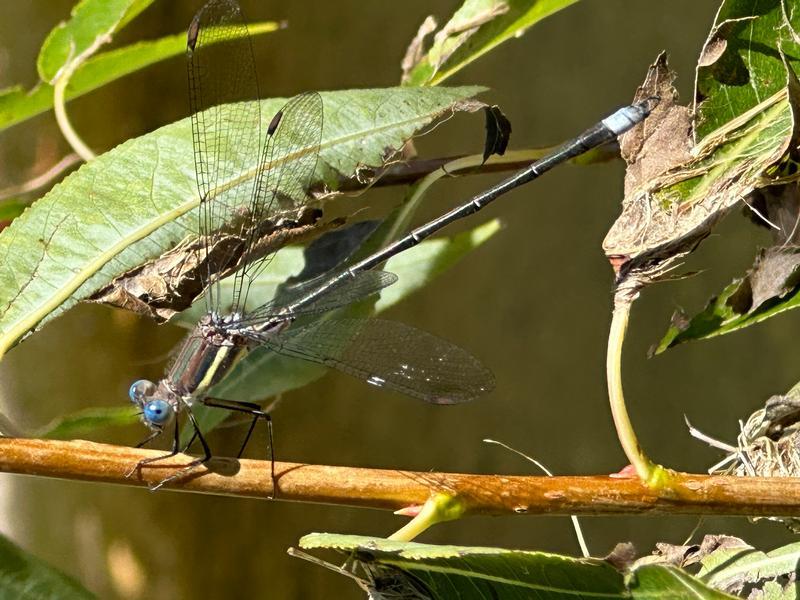 Photo of Great Spreadwing