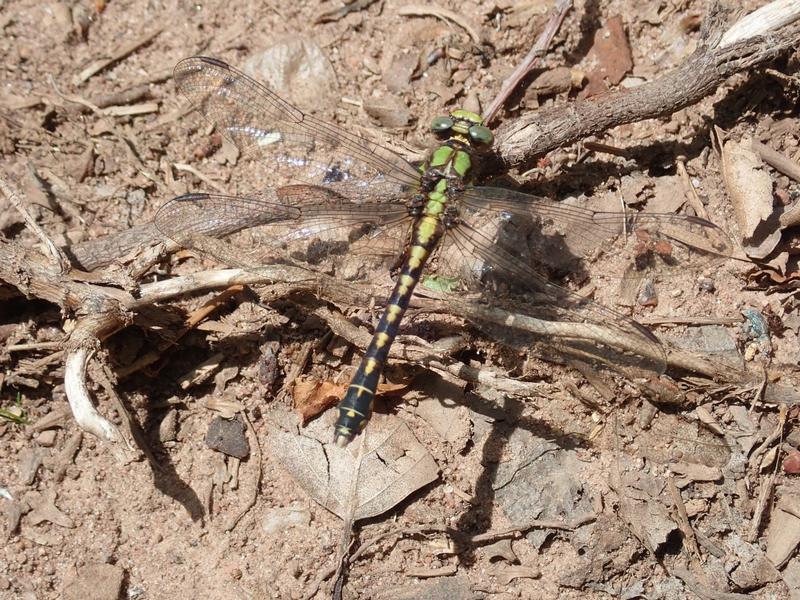 Photo of Riffle Snaketail