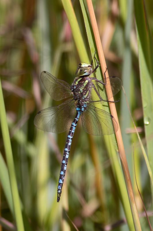 Photo of Green-striped Darner