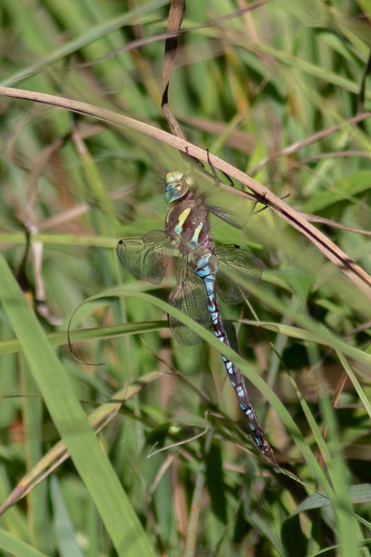 Photo of Lance-tipped Darner