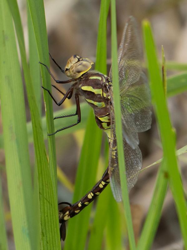 Photo of Lance-tipped Darner