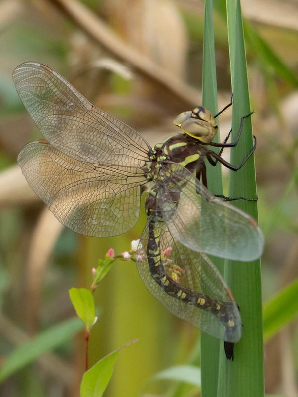 Photo of Lance-tipped Darner