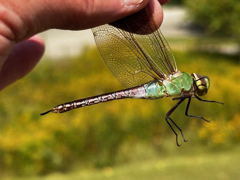 Photo of Common Green Darner