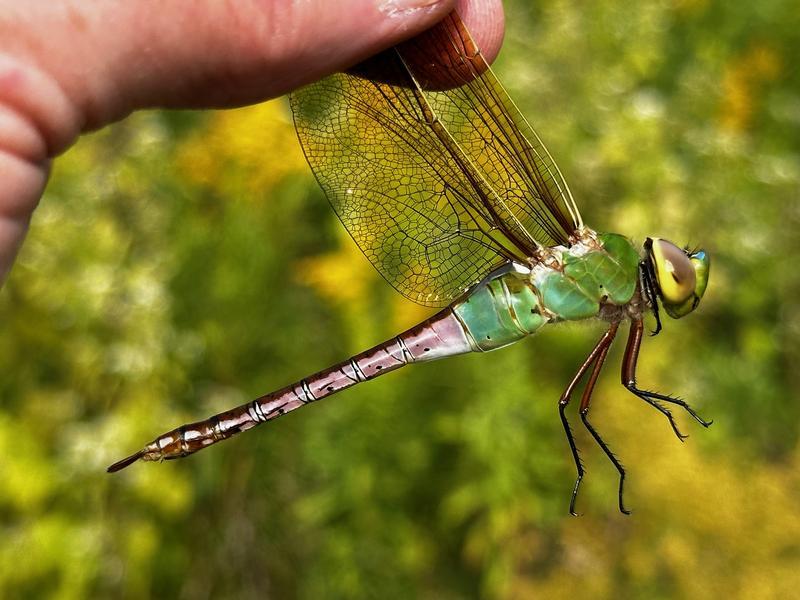 Photo of Common Green Darner