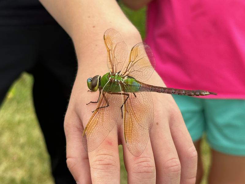 Photo of Common Green Darner