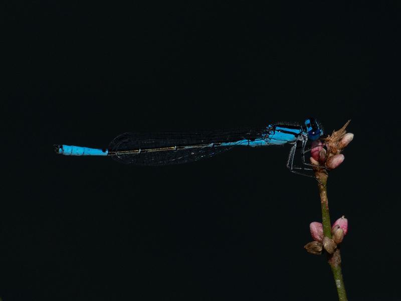 Photo of Azure Bluet